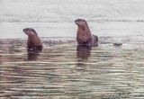 Three Otters In Icy Irish Creek DSCN156801
