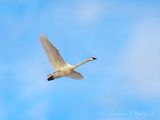 Trumpeter Swan In Flight DSCN158046