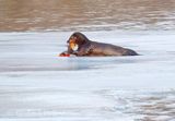 Otter On Ice At Breakfast DSCN158067