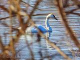 Trumpeter Swan Through A Bush DSCN158421