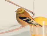 American Goldfinch DSCN158199