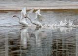 Two Trumpeter Swans Taking Flight DSCN158653A
