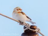 Snow Bunting On A Wire DSCN159100