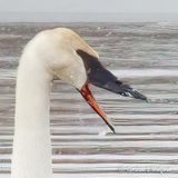 Yawning Trumpeter Swan Profile In Falling Snow DSCN158884