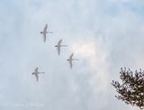 Four Trumpeter Swans In Flight DSCN159545