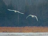 Two Trumpeter Swans In Flight DSCN159573