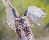 Great Horned Owl Spreading Wings 75036