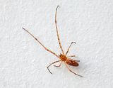 Long-jawed Orb Weaver Spider DSCN160617
