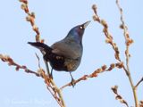 Common Grackle DSCN160649