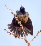 Common Grackle Courtship Display DSCN160655