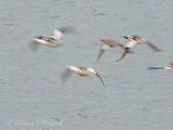 Common Mergansers Taking Flight DSCN160722