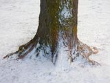 Tree Trunk In Snow DSCN161540