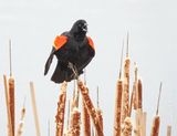 Red-winged Blackbird On A Cattail Calling DSCN162095