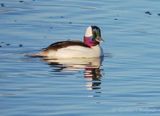 Male Bufflehead Duck DSCN162060