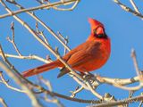 Male Northern Cardinal DSCN162545