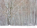 Snow Plastered Trees DSCN162815