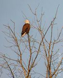 Bald Eagle In A Distant Tree DSCN163275