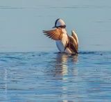 Male Bufflehead Flapping His Wings DSCN162924