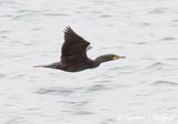 Cormorant In Flight DSCN163569