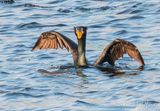 Cormorant Taking Flight DSCN163827
