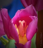 Purple Tulip Interior DSCN163859