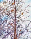 Seventeen Cedar Waxwings In A Tree DSCN164020