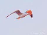 Ring-billed Gull In Flight At Sunrise DSCN164109