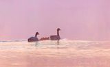 Geese & Goslings In Fog At Sunrise 90D109162
