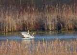 Trumpeter Swans Making Cygnets DSCN164634