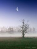 Moon Beyond Ground fog 90D109978