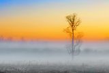Tree In Ground Fog At Sunrise 90D110072
