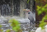Great Blue Heron At Abbott Street Dam DSCN165638