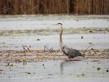 Great Blue Heron In The Swale DSCN165548