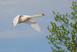 Mute Swan In Flight DSCN166073