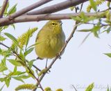Orange-crowned Warbler DSCN166018