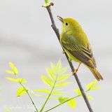 Yellow Warbler P1100321