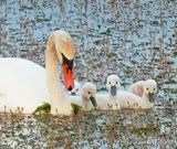 Mute Swan & Cygnets P1100776