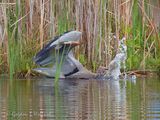 Great Blue Heron Striking P1110016