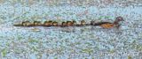 Wood Duck Duckling Train P1100976