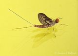 Mayfly Reflected DSCN000329