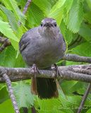 Gray Catbird DSCN000736