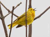 Yellow Warbler Warbling DSCN001070