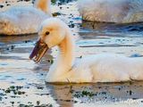 Mute Cygnet With A Mouthful DSCN001481