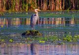 Great Blue Heron On A Mound DSCN001661