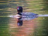 Common Loon Reflected DSCN002487