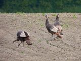 Three Wild Turkeys DSCN001727