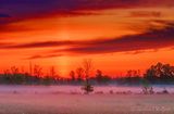 Ground Fog & Solar Pillar At Sunrise 90D113571-5