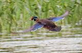 Male Wood Duck Taking Flight DSCN003069