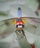 Dragonfly Head-on DSCN003168