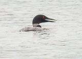 Common Loon Swallowing Catch DSCN003317